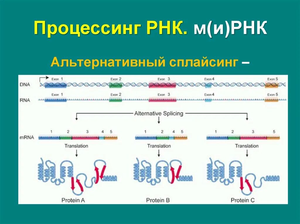 Процессинг РНК. МРНК. МРНК фото. И РНК И МРНК.