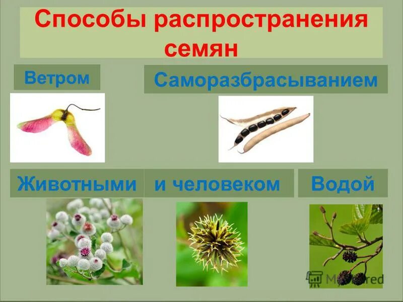 Способы распространения растений. Способы распросранениясемян. Способы распространения семян. Способы распространения плодов. Распространение семян неживой природы