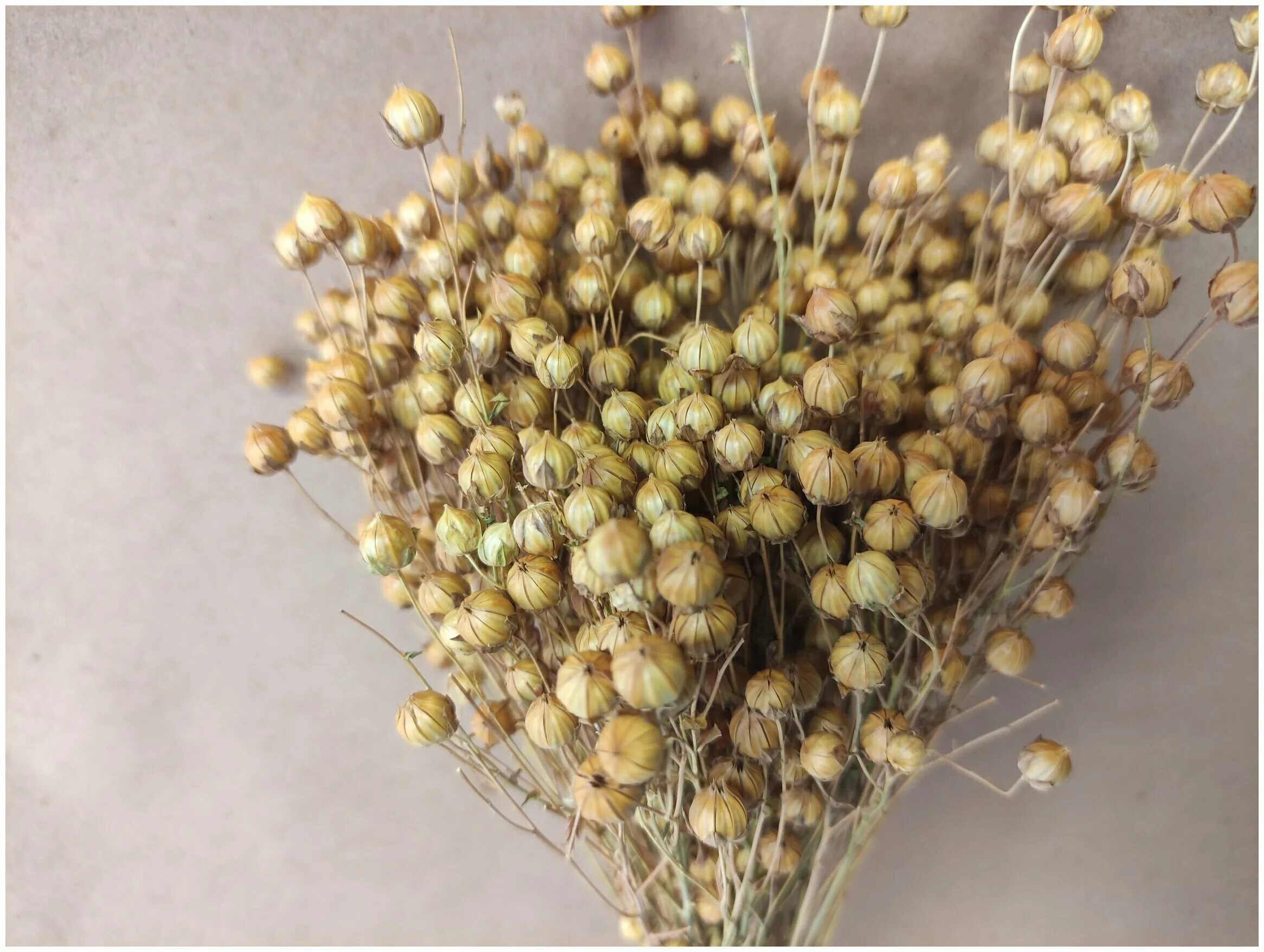ветки сухоцветы для декора. лен сухоцвет. сухоцвет лен уральский. сухоцветы разноцветные. букет из сухого льна.