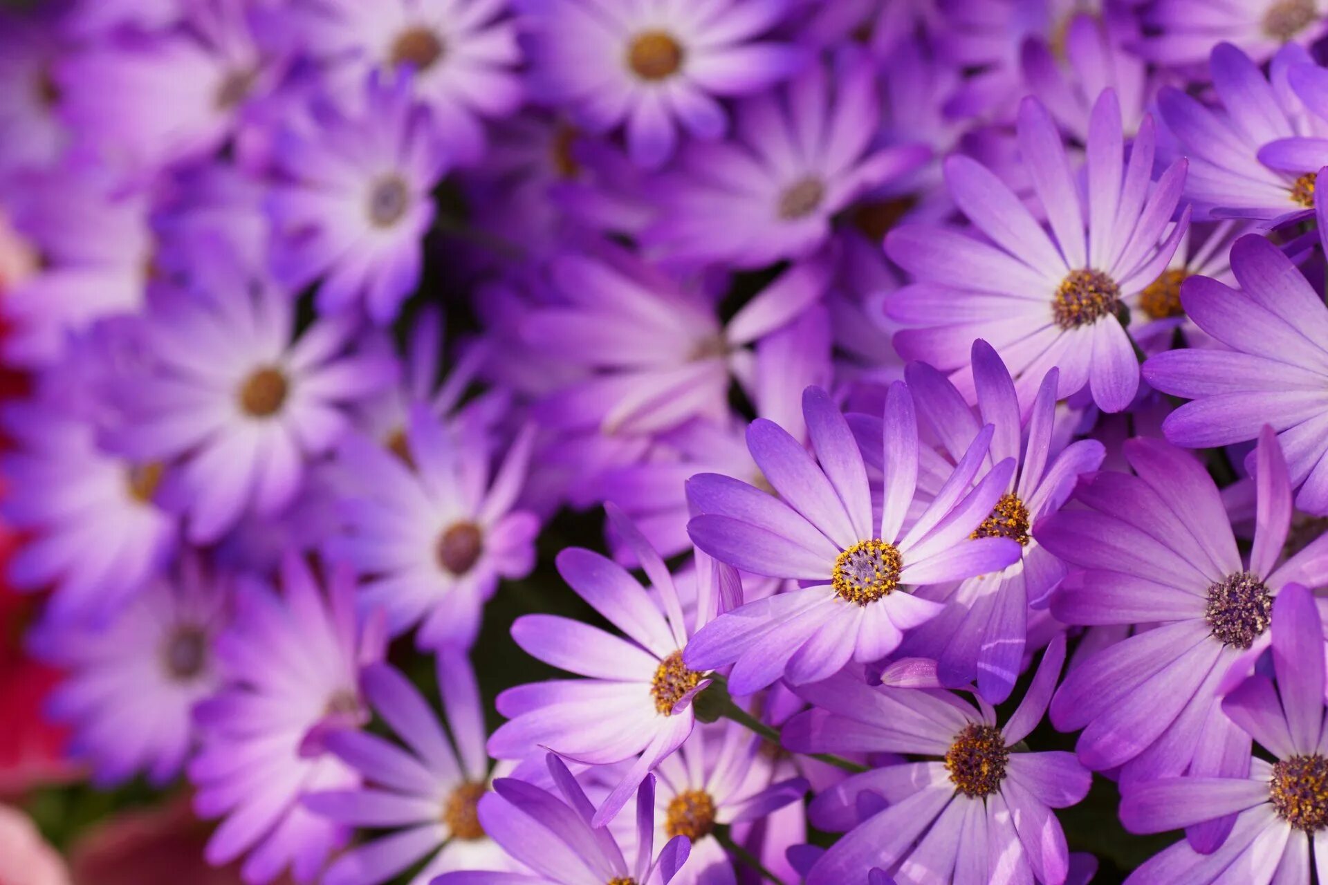 Фон на телефон красивые цветы. Перпл цветы. Сиреневые цветы. Фиолетовые цветы. Фиолетовый цвет.