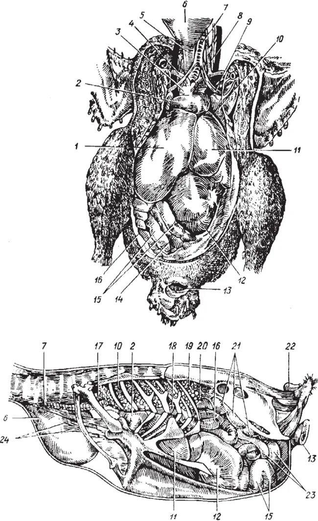 Яйцевод курицы анатомия. Строение курицы внутренние органы. Топография органов курицы. Анатомия внутренних органов курицы.