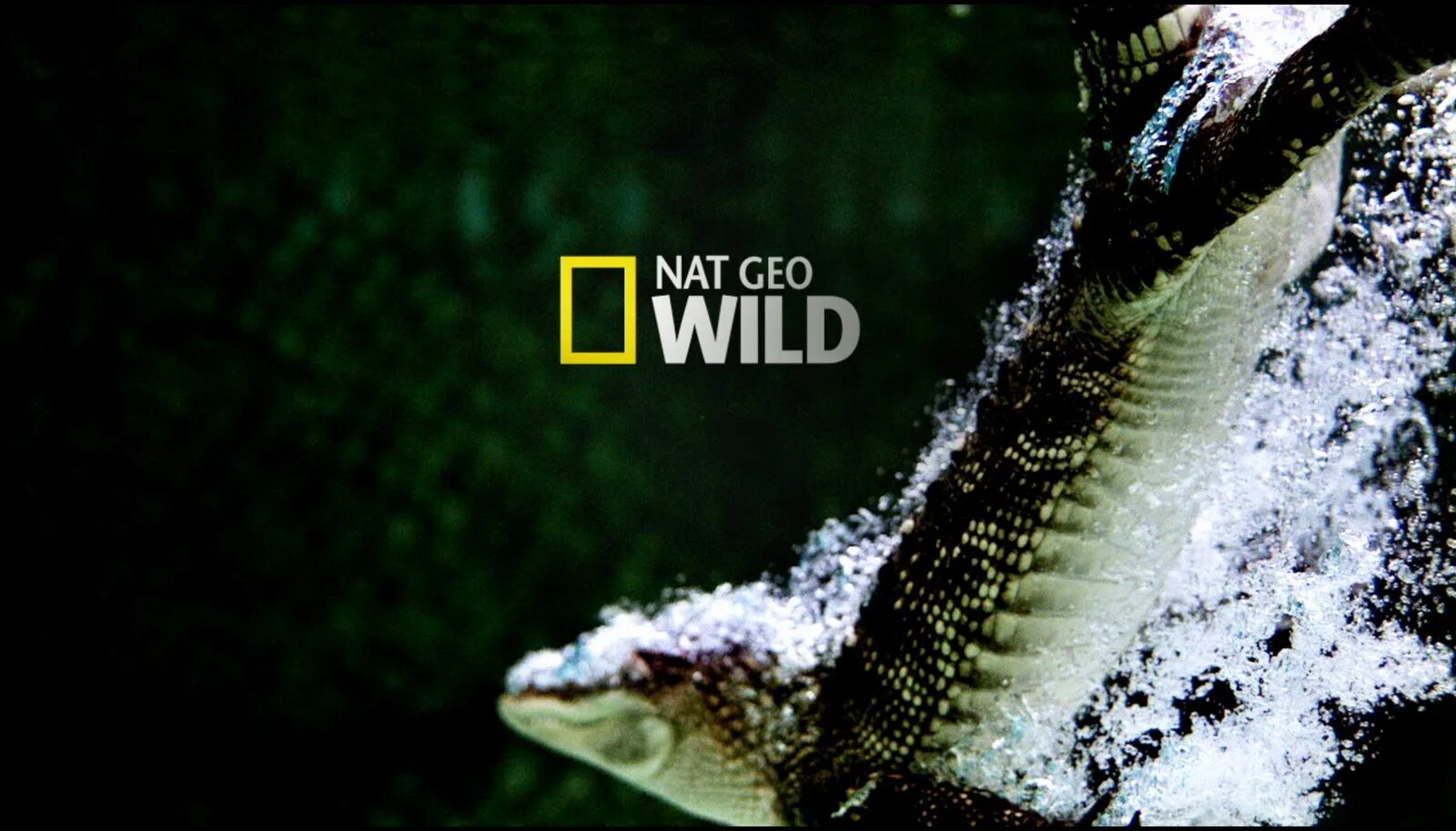 Дикий канал прямой. Канал National Geographic Wild. Канал нат Гео.