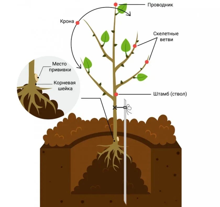 Правильная посадка саженцев. Корневая шейка грецкого ореха. Схема посадка саженца плодовых деревьев. Схема посадки саженца грецкого ореха. Схема посадки абрикоса.