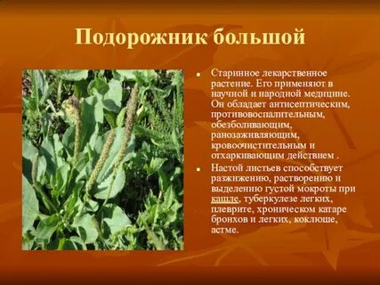 Семена подорожника инструкция