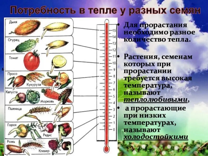 Условия прорастания семян огурцов. Как температура влияет на прорастание семян. Влияние температуры на прорастание семян. Температурные условия для прорастания семян. Температурные условия для прорастания семян.