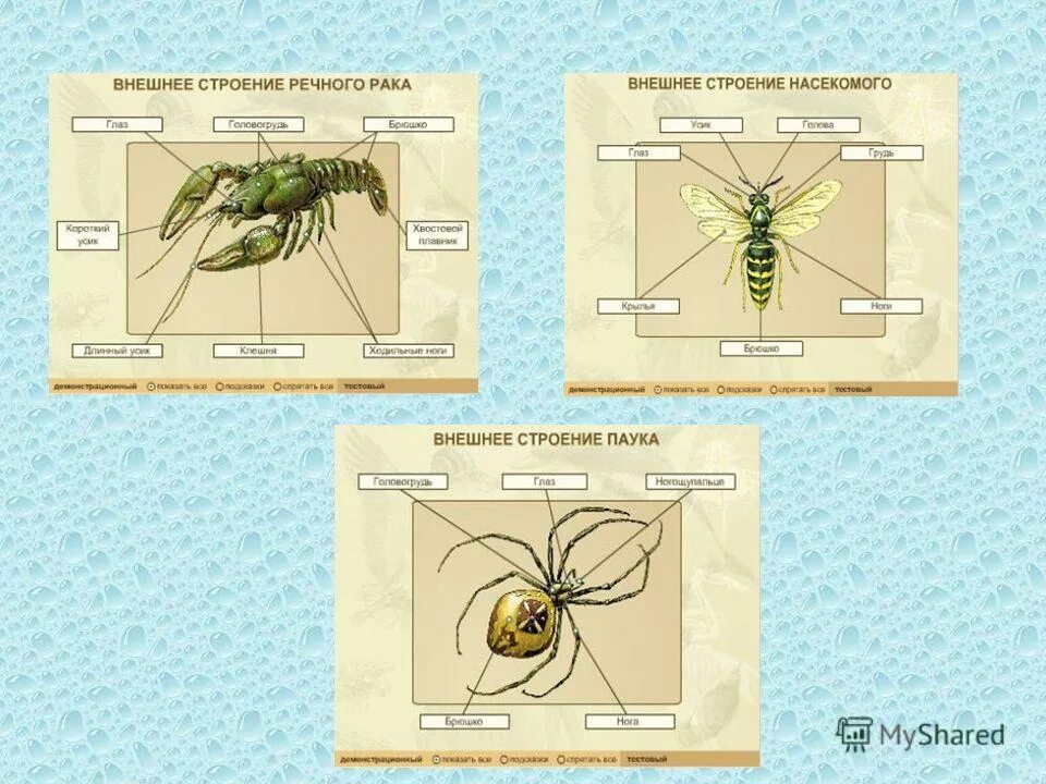 краб скарабей. насекомые жук носорог. хитин жук носорог. жук рак. медведка насекомое личинки.