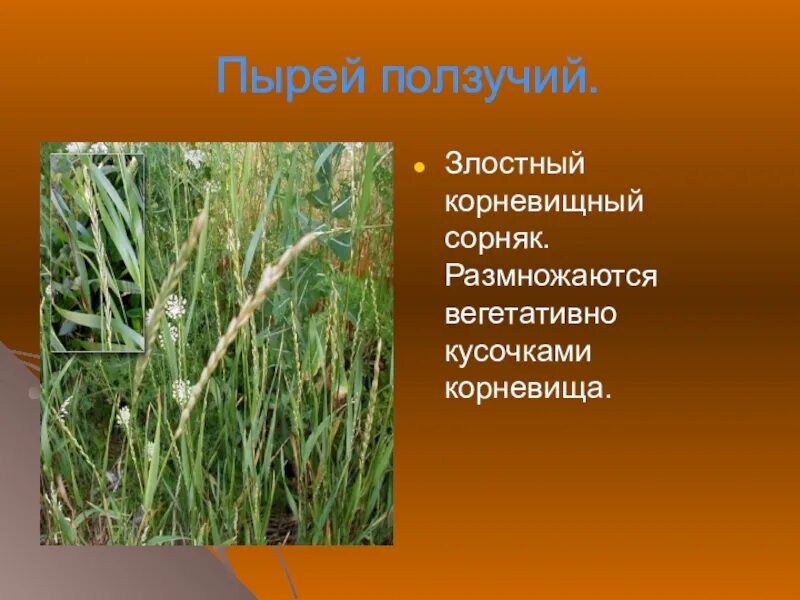 Пырей ползучий прогресс или регресс. Семейство злаковые пырей. пырей ползучий семейство. пырей корневищный сорняк. пырей ползучий – злостный сорняк.