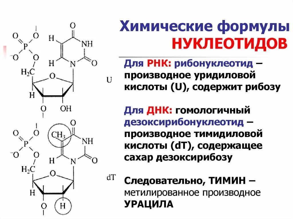 Формулы нуклеотидов. Химическая формула нуклеотида дезоксирибонуклеиновой. Формулы нуклеотидов входящих в состав РНК И ДНК. Нуклеиновые кислоты биохимия формулы. Формула нуклеотида РНК.