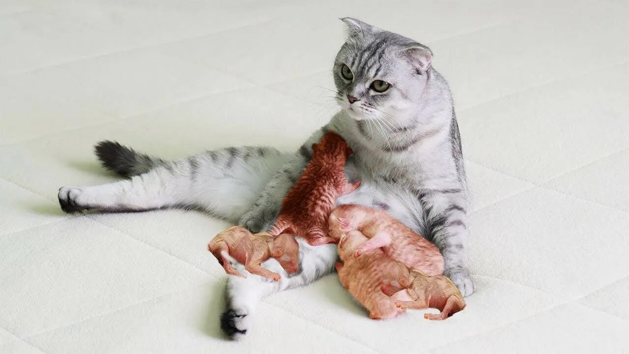 Кошки вынашивают котят. Шотландская кошка котенок. Мраморная кошка котята. Сколько вынашивают шотландские кошки. Сколько вынашивают шотландские кошки.