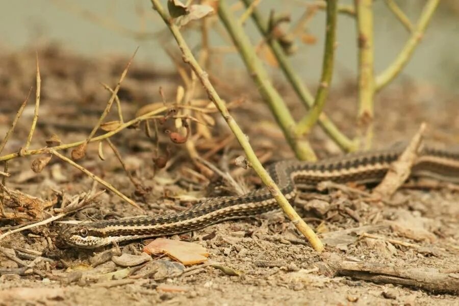 Змея стрела. Среднеазиатские змея стрела. Psammophis lineolatus. Пустынная змея стрела. Змея стрела Кавказская.