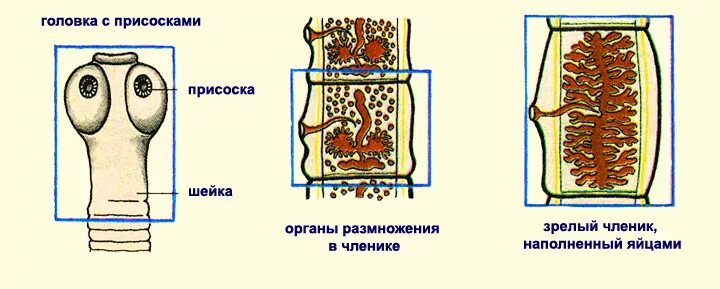 Бычий цепень замкнутая кровеносная система. Строение членика ленточного червя. Ленточные черви строение членика. Внутреннее строение бычьего цепня. Ленточные черви бычий цепень строение.