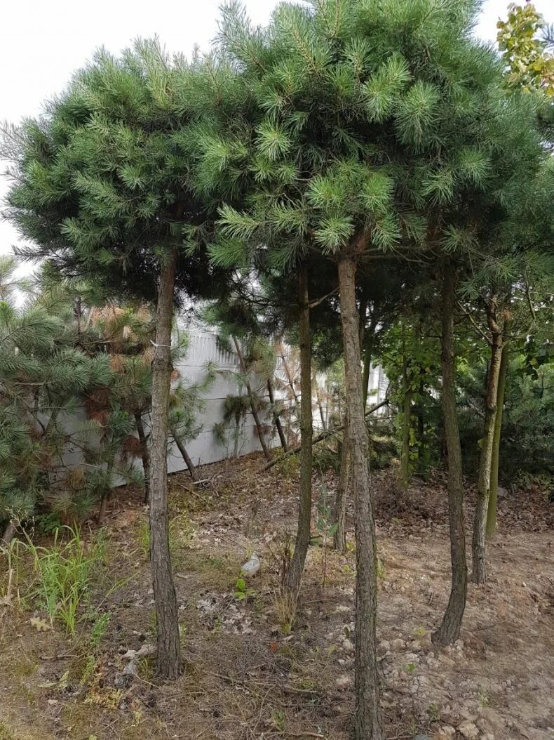 Кедр в подмосковье. Сосна silvercrest. сосна сильверкрест кедровый. ель сильверкрест.