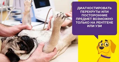 Клизма собаке