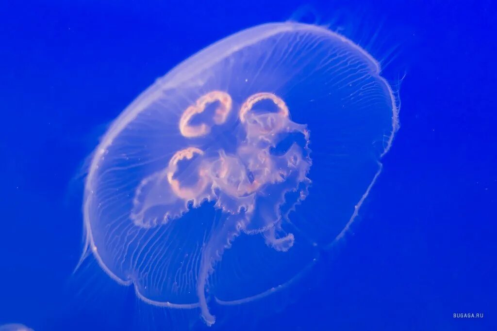 Ubur ubur. Стекловидно-белая «ушастая» медуза – аурелия. Сцифоидные медузы аурелия. Медузы cnidaria. Ушастая аурелия.