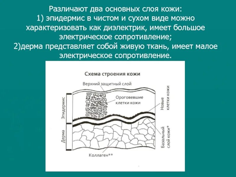 Стандартные слои. Строение кожи. Основной слой. В дерме различают 2 слоя. Содержит основный слой.