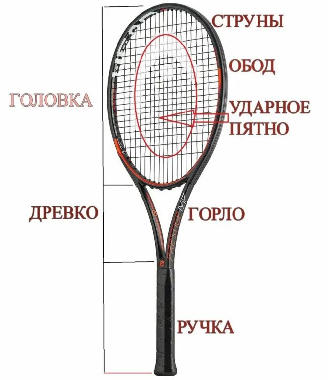 Как подобрать ракетку для тенниса. Длина бадминтонной ракетки. Строение бадминтонной ракетки. Ракетка для большого тенниса схема. Строение теннисной ракетки для большого тенниса.