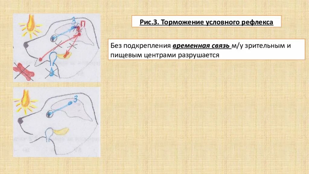 Временная связь рефлекс рефлекс. Торможение рефлексов. Торможение рефлексов схема. Схема связи условного рефлекса. Временная связь условного рефлекса.