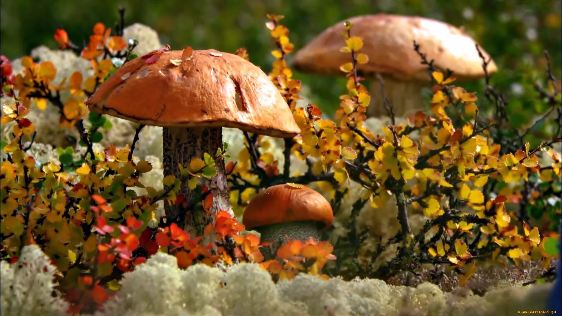Лето грибами осень плодами. Осенние грибы. Грибы в осеннем лесу. Осень грибы. Осенний грибной лес.