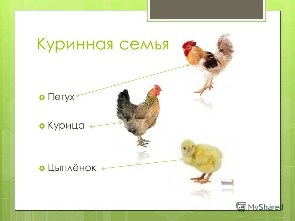 домашние птицы презентации для дошкольников. слайд домашние птицы. домашние птицы картинки с названиями для детей. домашние птицы презентации для дошкольников. части тела домашней птицы.