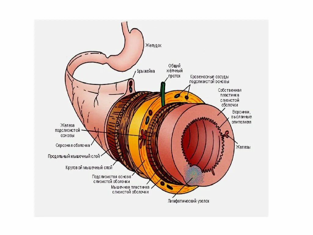 Сосуды в подслизистой оболочке. Железы подслизистой основы желудка. Подслизистая оболочка латынь. Серозная оболочка на латинском. Слизистый на латинском