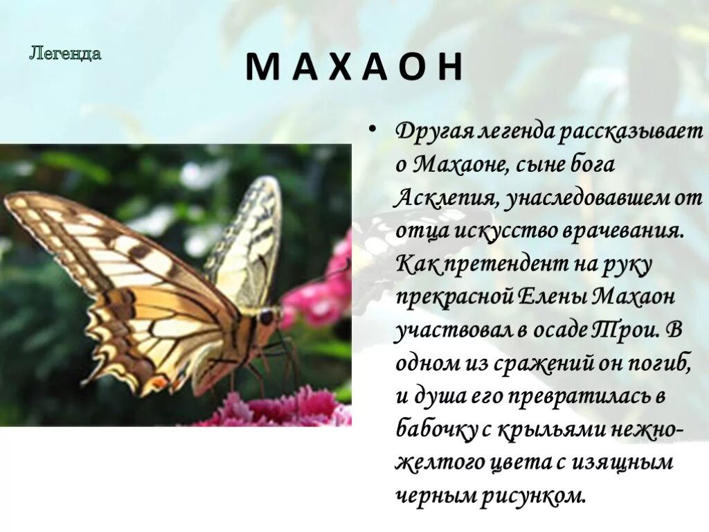 Текст описания бабочки. Бабочка Махаон доклад 3 класс. Доклад про бабочку. Бабочки для презентации. Презентация на тему бабочки.