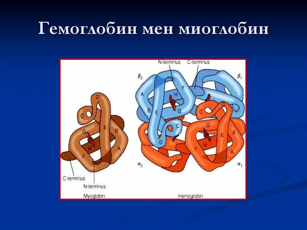 Какова функция миоглобина. Строение гемоглобина и миоглобина. Структура миоглобина и гемоглобина. Строение и функции гемоглобина и миоглобина человека. Строение молекулы миоглобина и гемоглобина.
