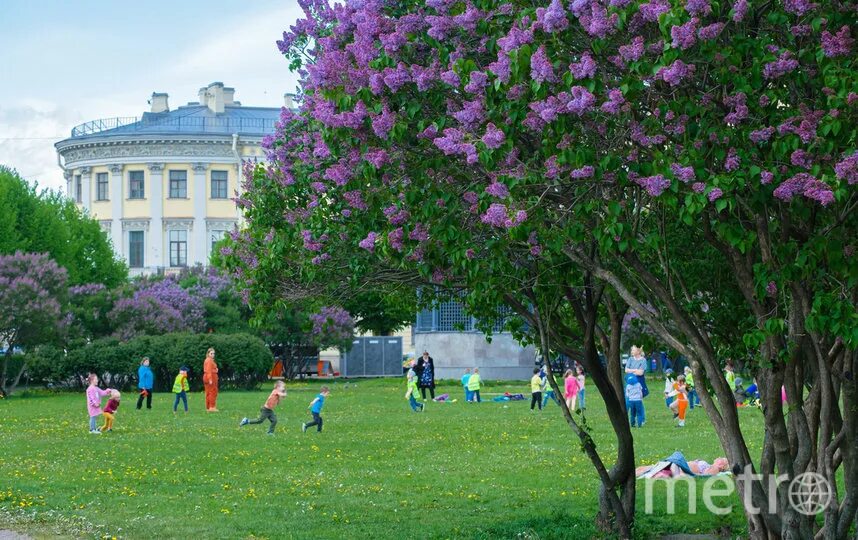 Что сейчас цветет в спб. Сирень в петербурге. цветет сирень в питере. сирень в питере красногвардейский район. цветущая сирень в петербурге.