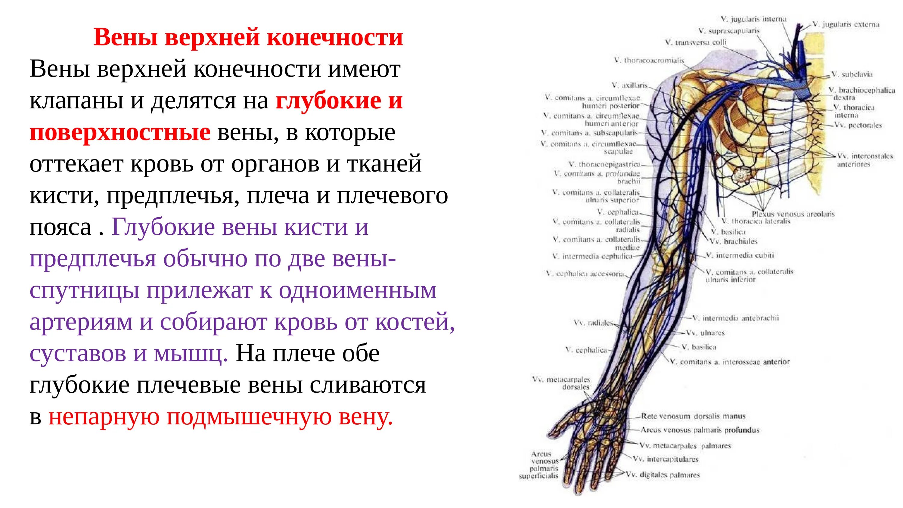 Вены верхней конечности. Вены верхней конечности анатомия схема. Анатомия глубоких вен верхних конечностей. Головная Вена верхней конечности. Поверхностная Вена верхней конечности.