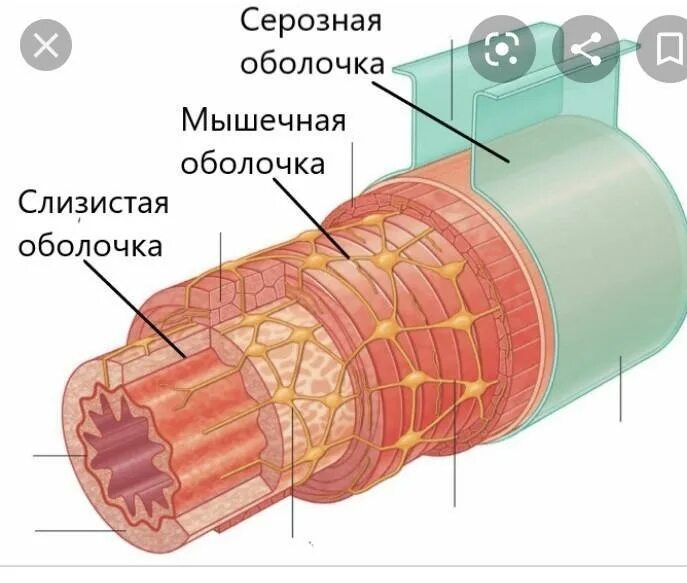 Трубчатый орган 5. Строение стенки трубчатого органа. Строение трубчатых органов. Мышечная оболочка строение. Строение стенки полого мышечного органа.