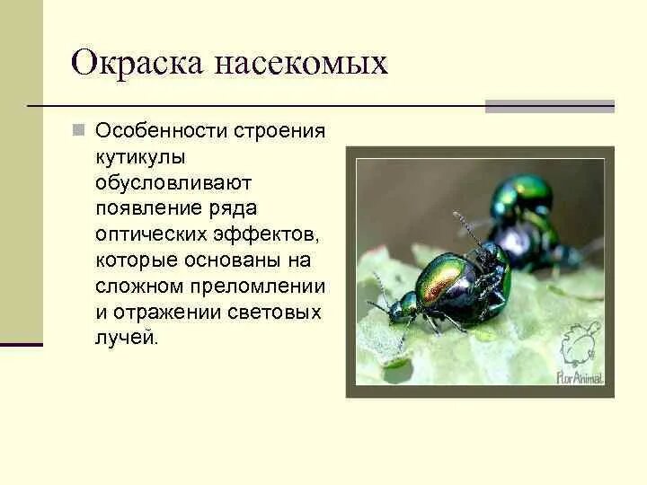 Окраска насекомых. Типы окраски насекомых. Особенности строения насекомых. Окрас тела насекомых.