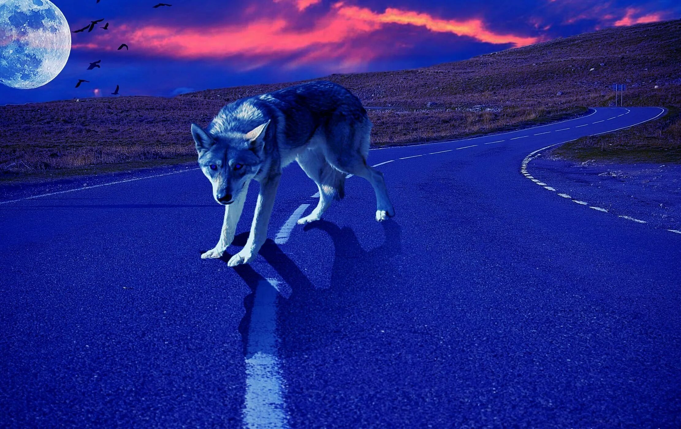 Волк выходит ночью. Дорога волка. Животные ночью на дороге. Волк на заставку. Волк в ночи.
