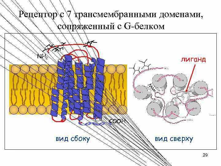 Трансмембранные белки особенности строения примеры Трансмембранный белок служит барьерным
