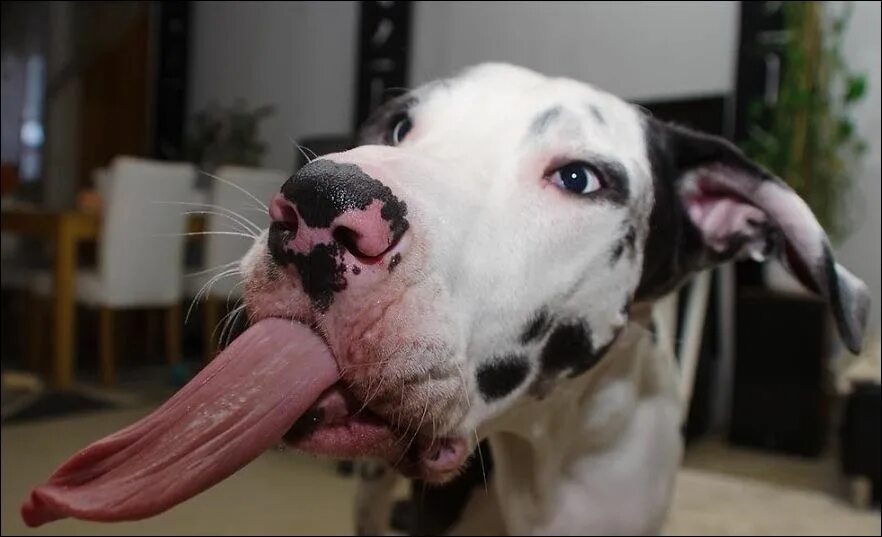 U dog. U dog. Лай немецкой овчарки. Смешная собачья морда. Злая собака.