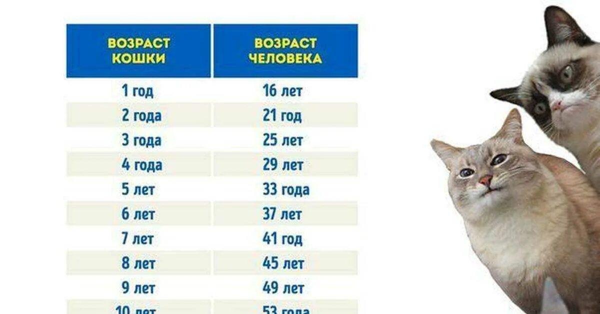 Таблица соотношения возраста кошки. Кошачьи мерки возраста по человеческим меркам. 9 лет кошке по человеческим меркам. кошачий возраст по человеческим меркам таблица. как считать сколько лет кошке по человеческим меркам.
