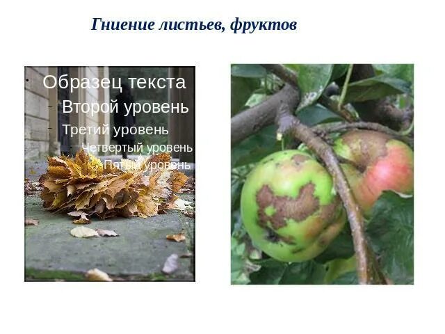 Ускоренное гниение. Гниение листьев. гниение фруктов листьев. процесс гниения листьев. химия гниение листьев.