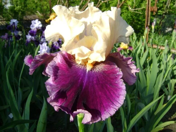 Фаберже ирис. Ассортимент ириса. Ассортимент ириса. Ассортимент ириса. Ассортимент ириса.