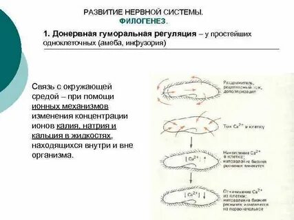 Гуморальная система животных