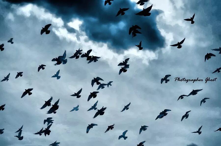 голуби в небе. вороны в небе. стая птиц. птицы кружат. птицы в небе.