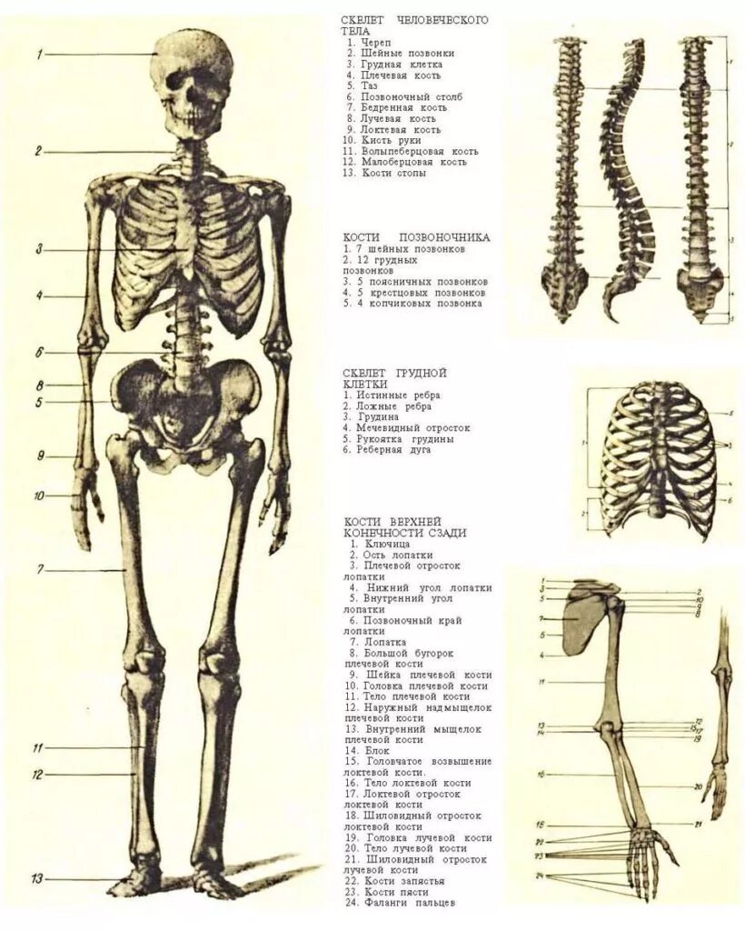 Строение скелета человека с описанием. Строение скелета человека с обозначениями. Кости туловища человека анатомия. Строение костей организма.