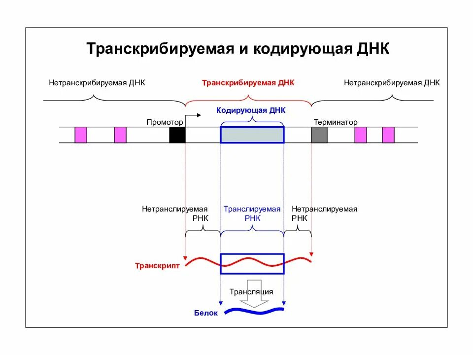 Транскрибируемая ДНК. Кодирующая и транскрибируемая ДНК. Транскрибируемая цепь ДНК это. Транскрибируемый участок ДНК.