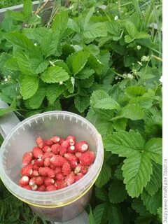 Душистая клубника