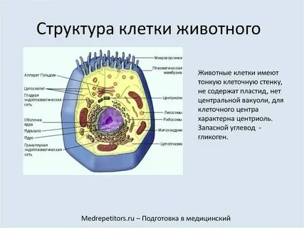 Животная клетка 8 класс биология функции