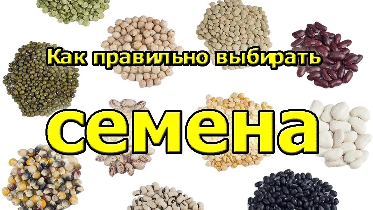 Текст про семена. Слово семена. Как выбрать семена. Как правильно подобрать семена. Семечки правильный выбор.