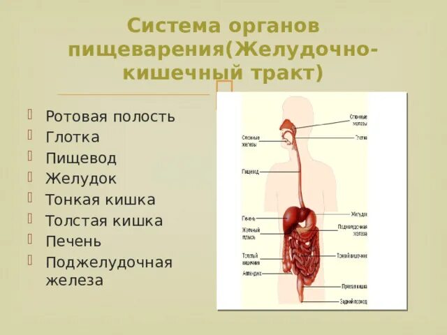 Тест по теме пищеварение 8. Ротовая полость глотка пищевод. Полость рта глотка пищевод желудок. Презентация на тему пищеварительная система, органы ротовой полости. Ротовая полость глотка пищевод желудок тонкий.