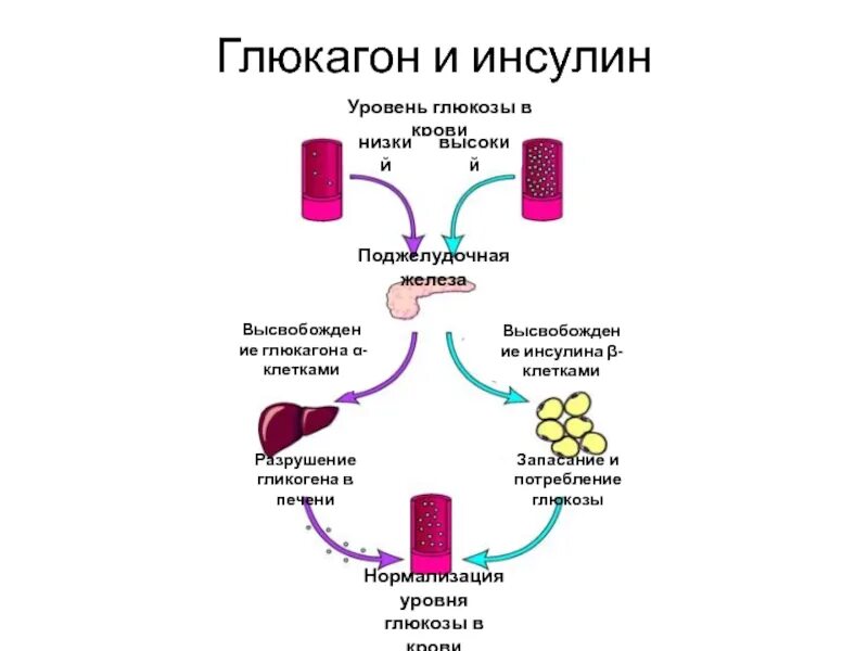 Инсулин и глюкагон Глюкозы в крови. Инсулин глюкагон биохимия функции. Поджелудочная железа инсулин и глюкагон. Глюкагон гликоген Глюкоза.