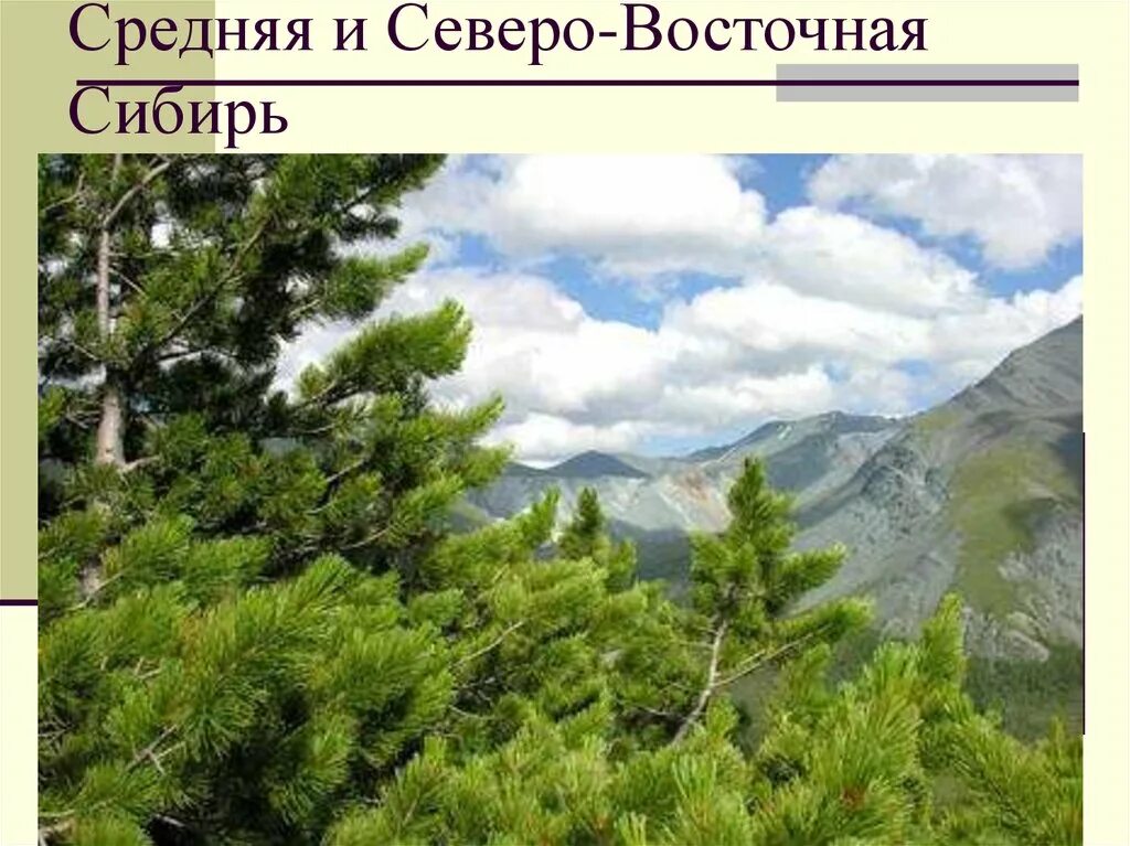 Северо восток хозяйство. Алтайский кедр. Восточная и Северо-Восточная Сибирь. Восточная Сибирь средняя Северо-Восточная. Северо-Восточная Сибирь презентация.