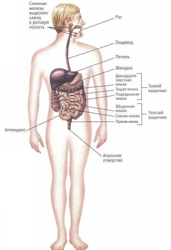 Структура органов человека. Возрастные особенности анатомии пищеварительной системы. Возрастные особенности строения органов пищеварительной системы. Схема организма человека женщины. Схема человека с внутренними органами женщины.