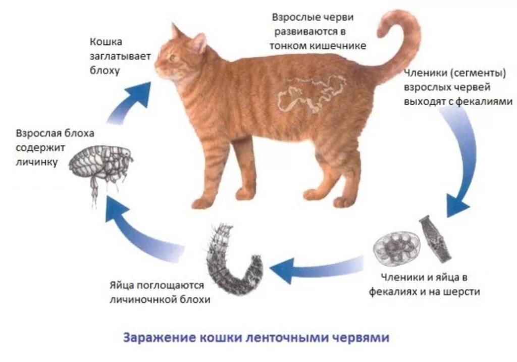 Названия глистов у кошек. Гельминты у котят как выглядят. Ленточные черви у котят и кошки. Как выглядят ленточные черви у котов. Гельминты у кота симптомы.