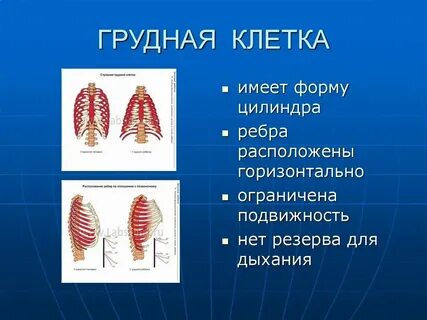 Грудная клетка у детей 3 лет