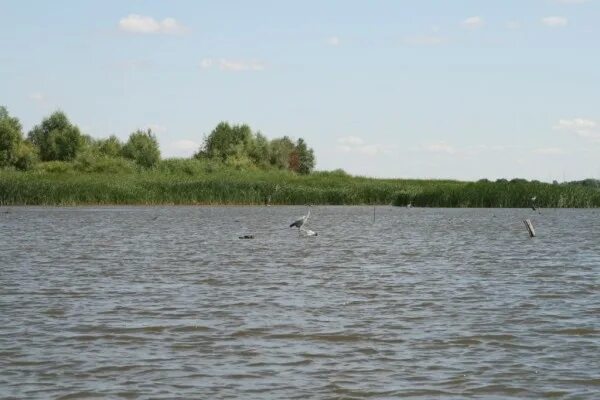 Сайт сорочинского водохранилища оренбургской области. Сорочинское водохранилище Оренбургской. Сорочинск водохранилище. Турбаза Оренбург Сорочинское водохранилище. Река Самара Сорочинское водохранилище.